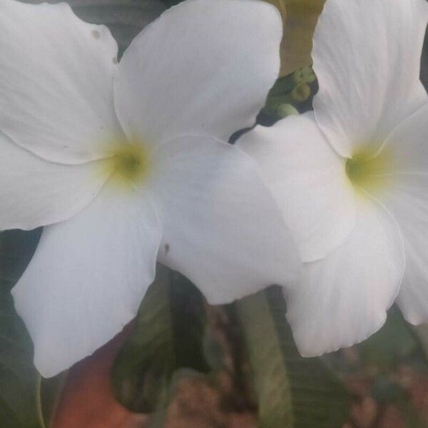 Plumeria pudica Žiedas