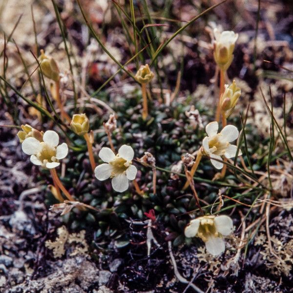 Diapensia lapponica Habit