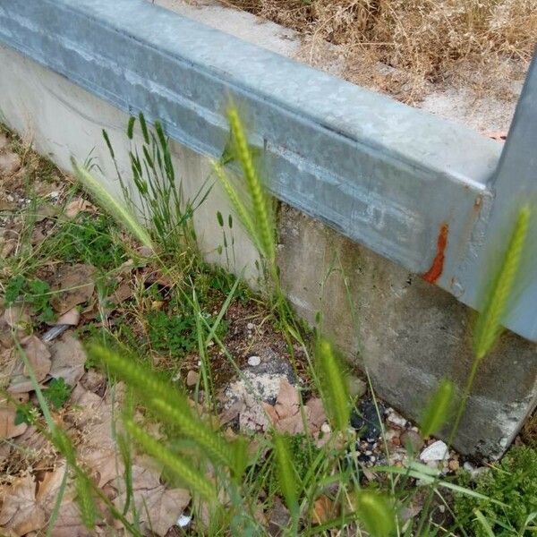 Hordeum pusillum Fiore