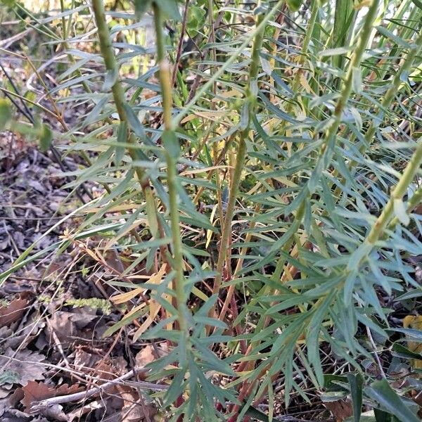 Euphorbia segetalis Hostoa