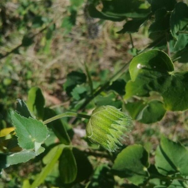 Abutilon indicum Fruto