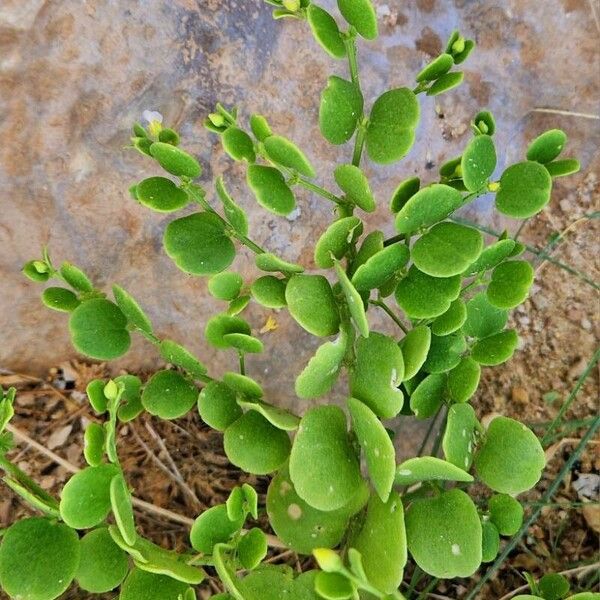 Fagonia latifolia Хабит