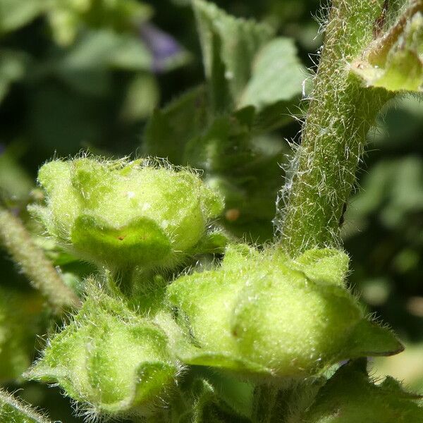 Malva multiflora Gyümölcs