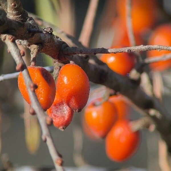 Hippophae rhamnoides Fruit