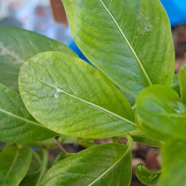 Catharanthus coriaceus Leaf