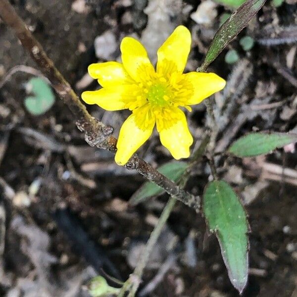 Ranunculus fascicularis Flower