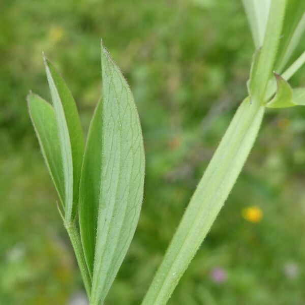 Lathyrus linifolius Fuelha