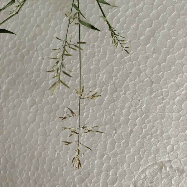 Eragrostis barrelieri Kvet