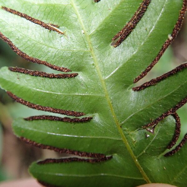 Pteris hamulosa Liść