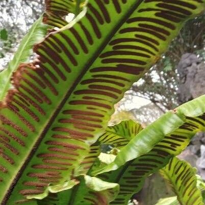 Asplenium scolopendrium Virág