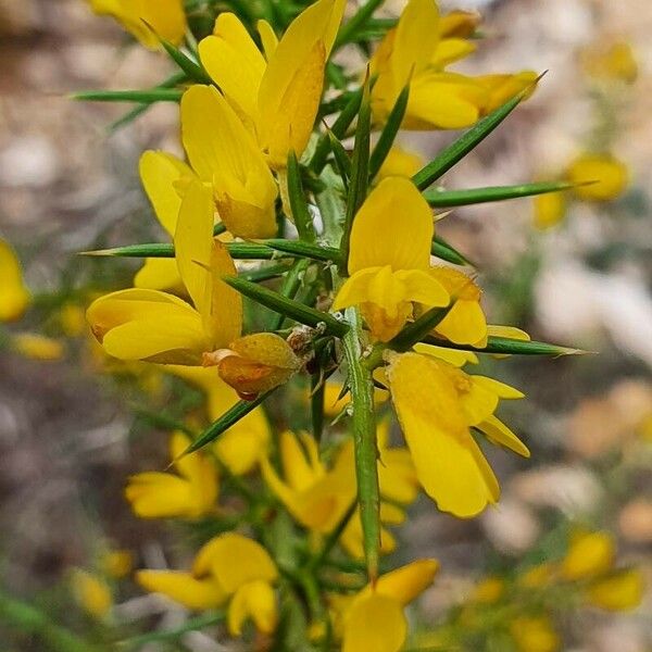 Ulex parviflorus ফুল