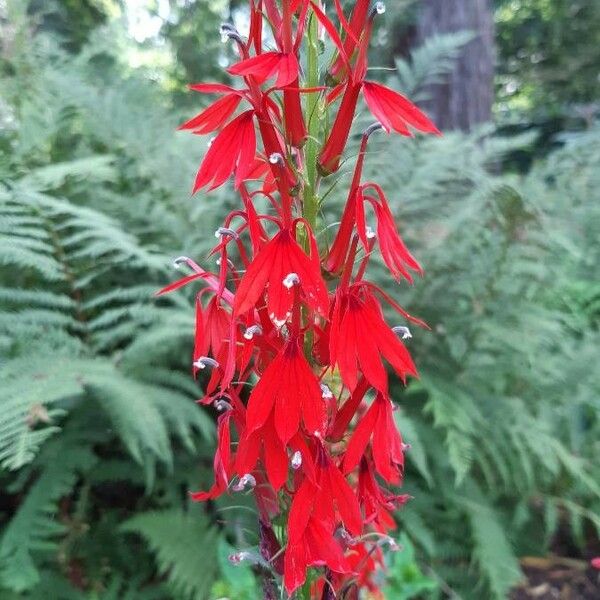 Lobelia cardinalis Çiçek