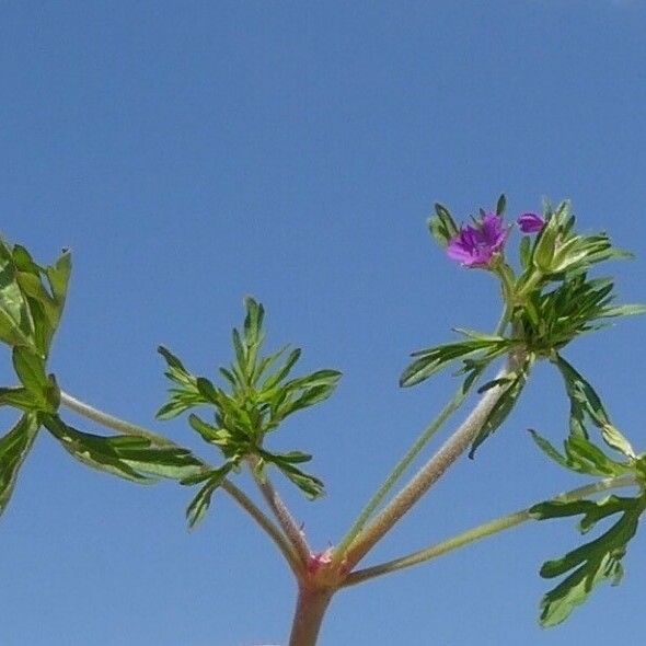 Geranium dissectum Flower