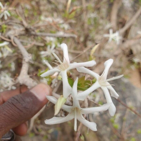 Feretia apodanthera Blomst