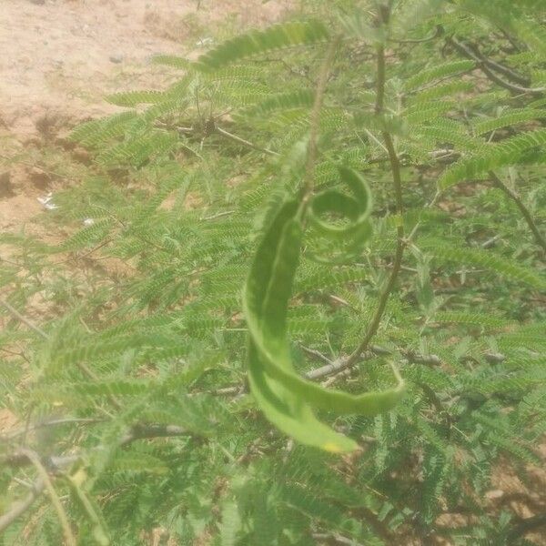 Prosopis glandulosa Frunză