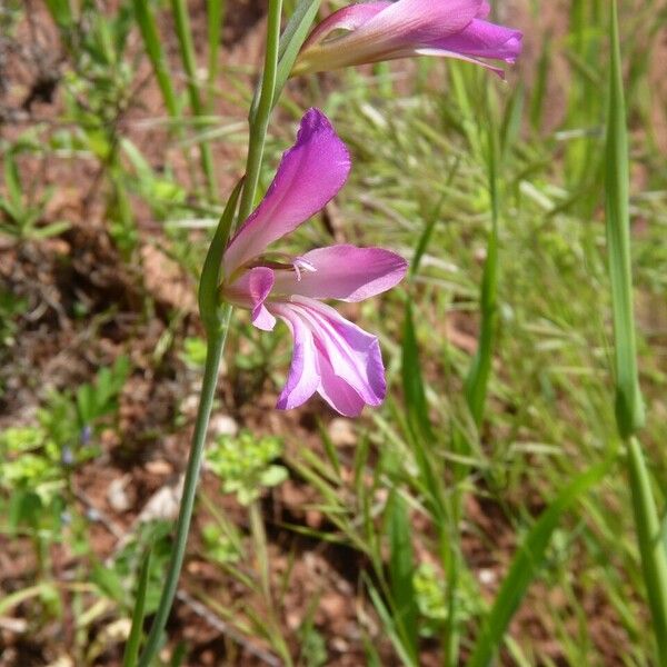 Gladiolus italicus Flors