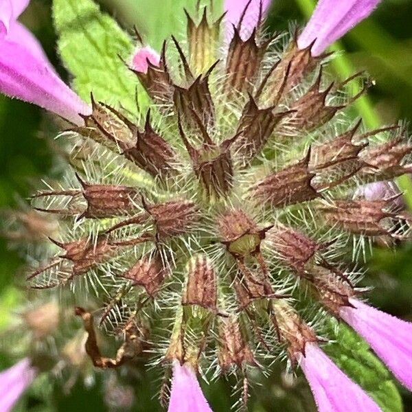 Clinopodium vulgare Kukka