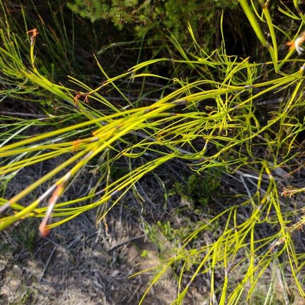 Caustis pentandra Habit