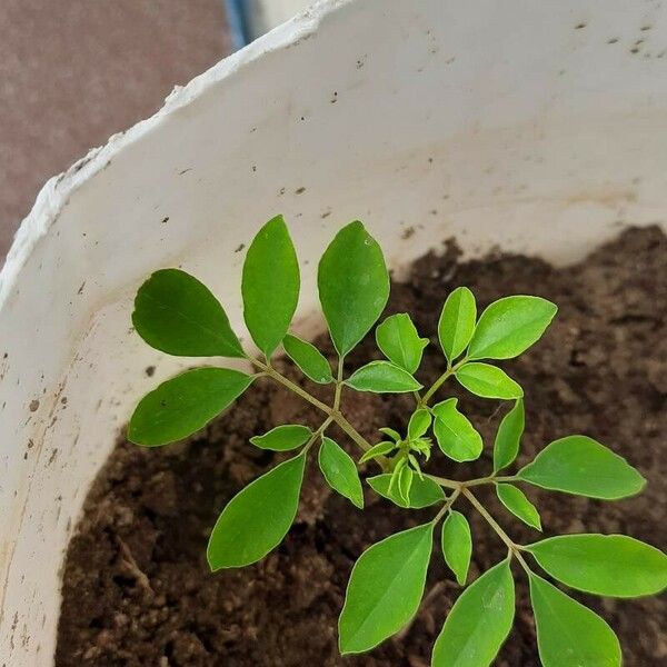 Moringa oleifera 葉