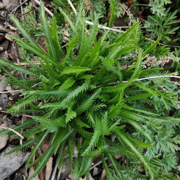 Achillea alpina Pokrój