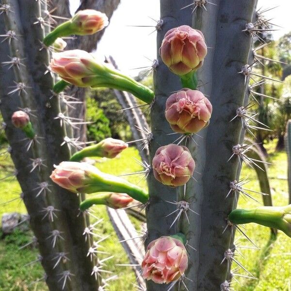 Cereus hexagonus Flors