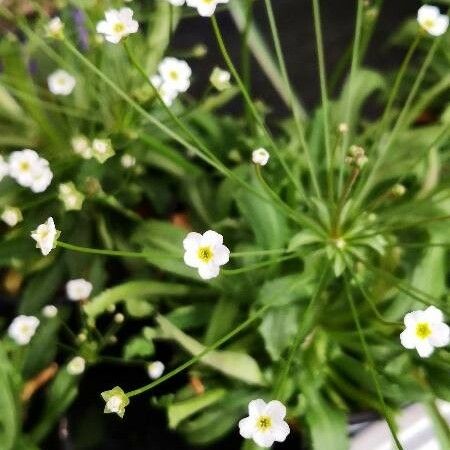 Androsace septentrionalis Flower