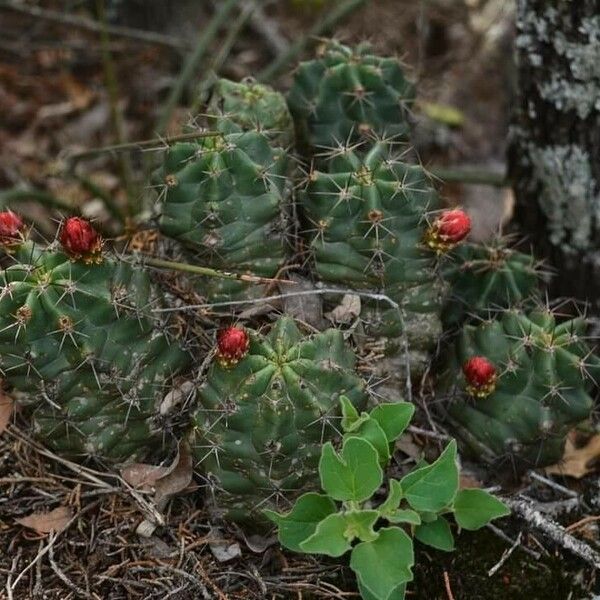 Echinocereus triglochidiatus ഇല