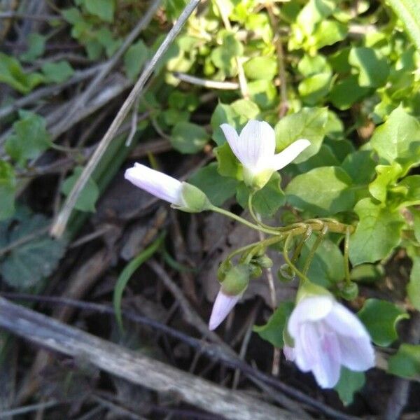 Claytonia virginica 整株植物