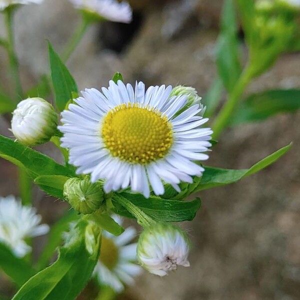 Erigeron annuus फूल