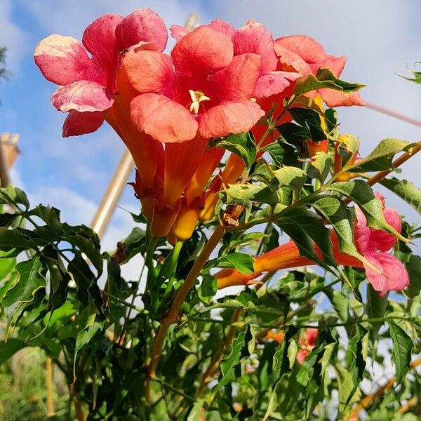 Campsis radicans Virág