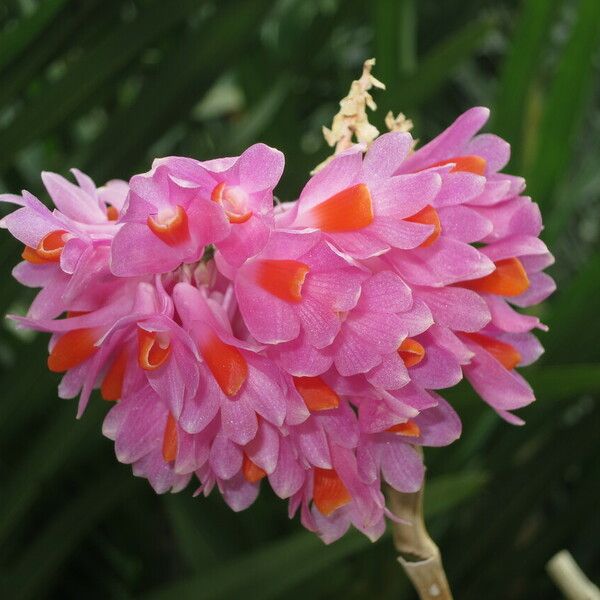 Dendrobium pseudoglomeratum Virág