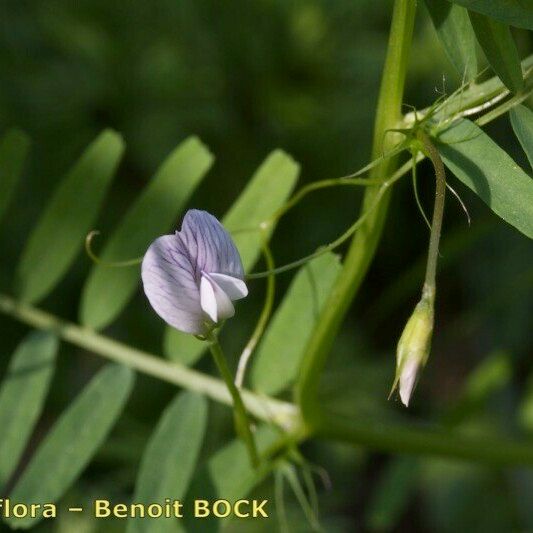 Vicia articulata Egyéb