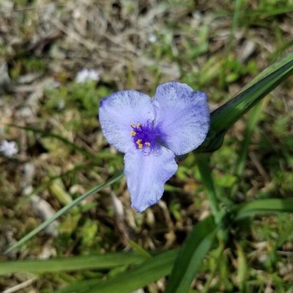 Tradescantia ohiensis Λουλούδι