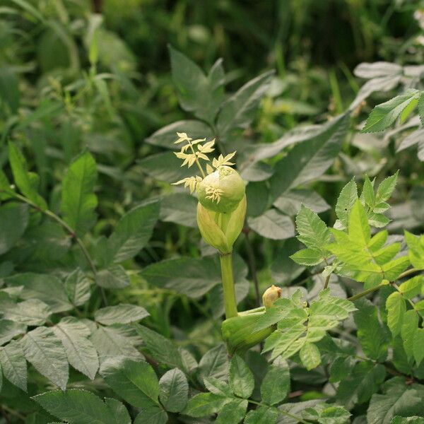 Angelica sylvestris Характер