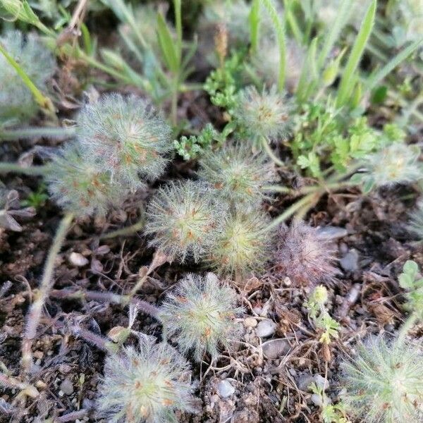 Trifolium cherleri Virág