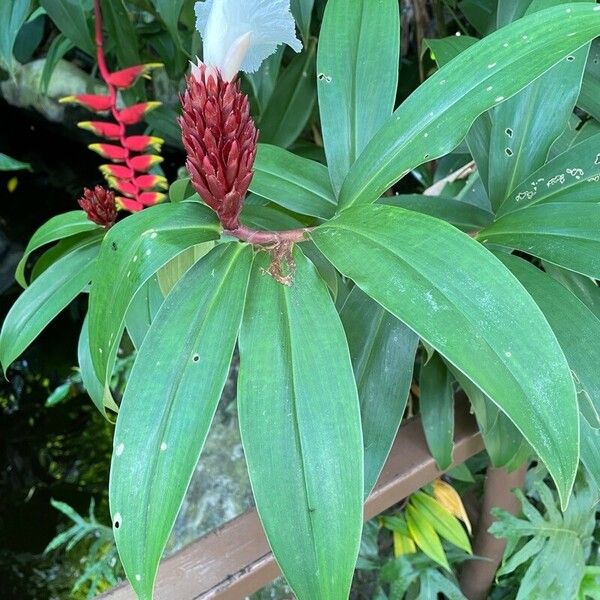 Hellenia speciosa Hoja