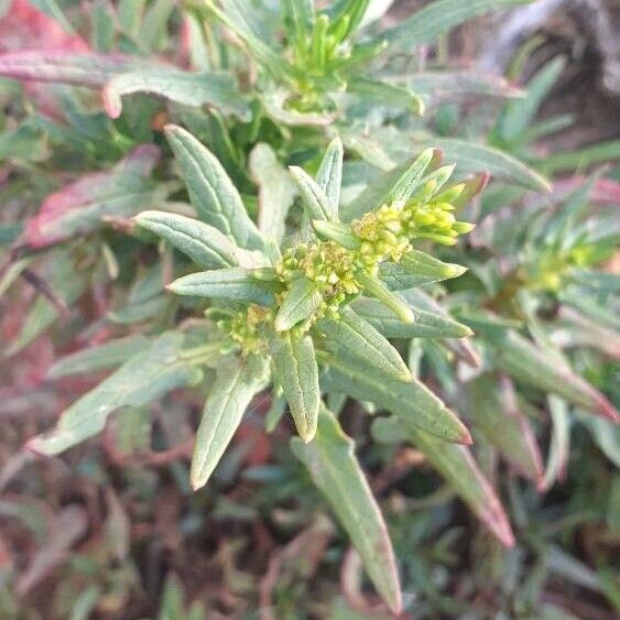 Patellifolia procumbens 葉