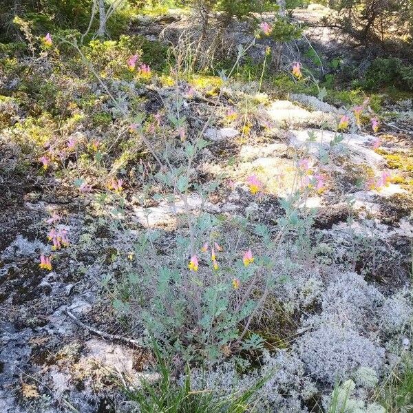 Corydalis sempervirens Květ