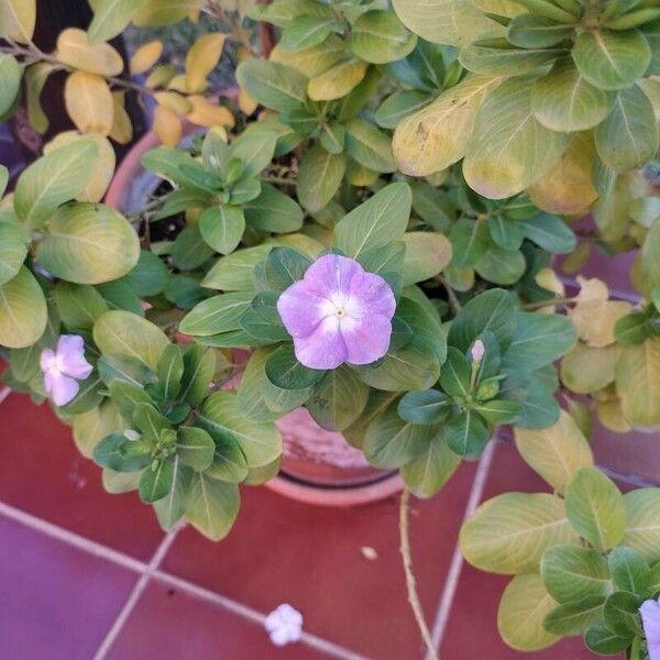 Catharanthus roseus Листок