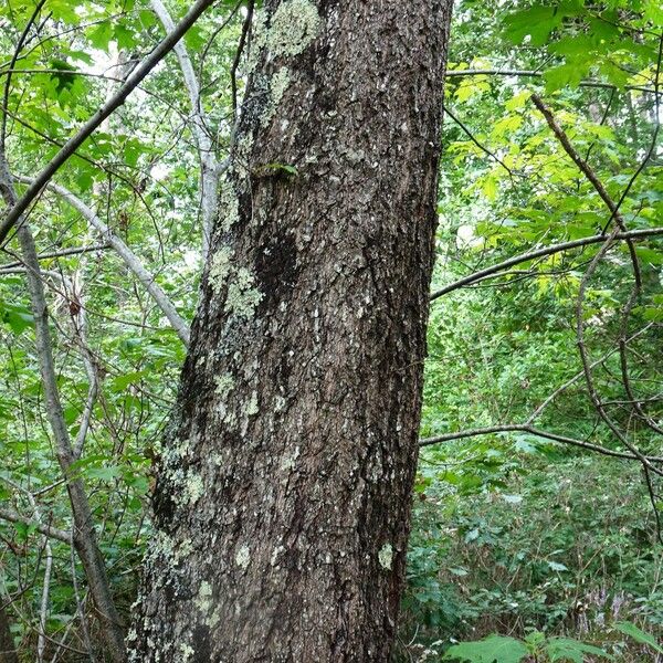 Quercus velutina Bark