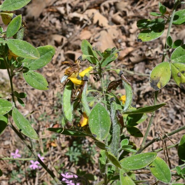 Cytisus villosus पत्ता