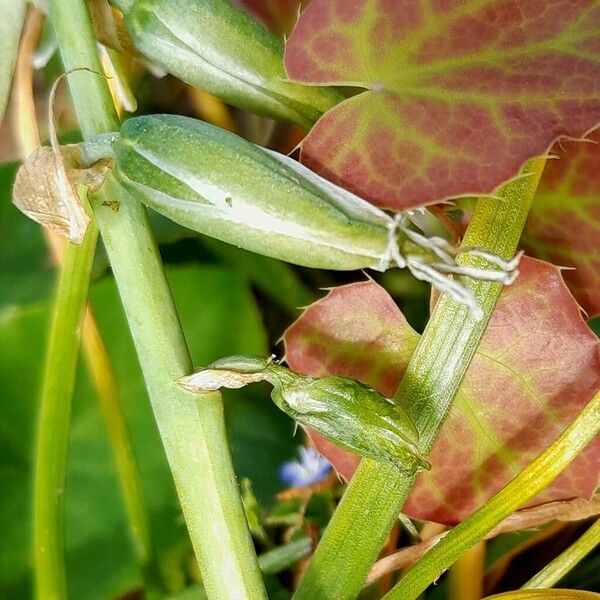 Ornithogalum nutans Fruit