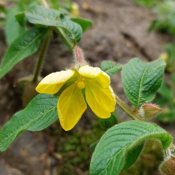 Ludwigia octovalvis Квітка