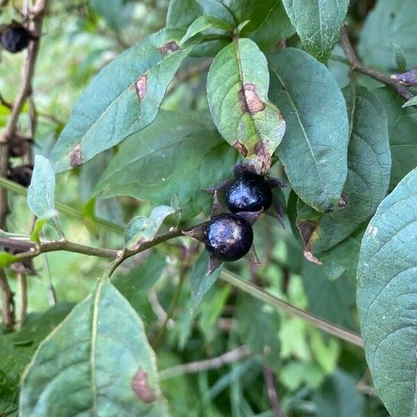 Atropa bella-donna Fruto