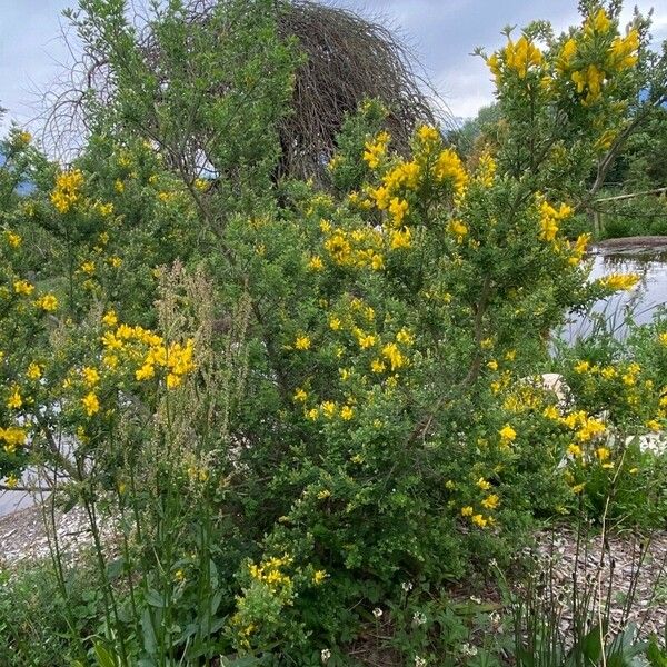 Genista canariensis Natur