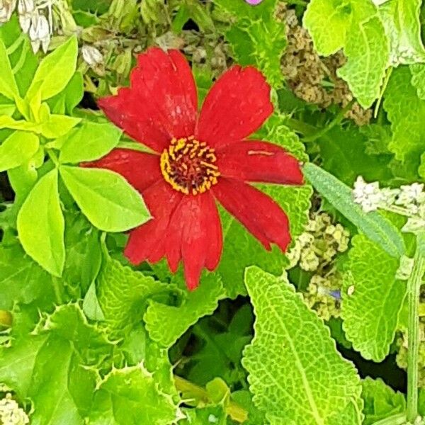 Coreopsis tinctoria फूल