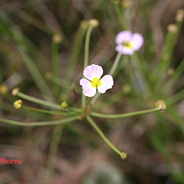 Luronium natans 花