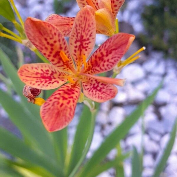 Iris domestica Квітка