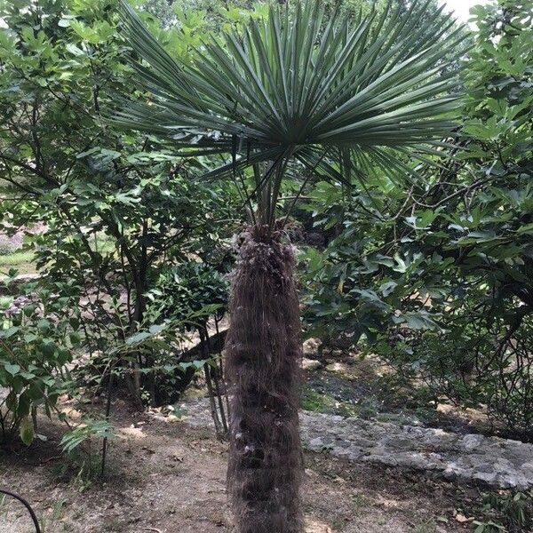 Chamaerops humilis Blad