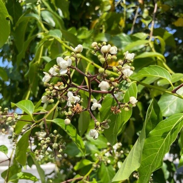 Nectandra membranacea Floare